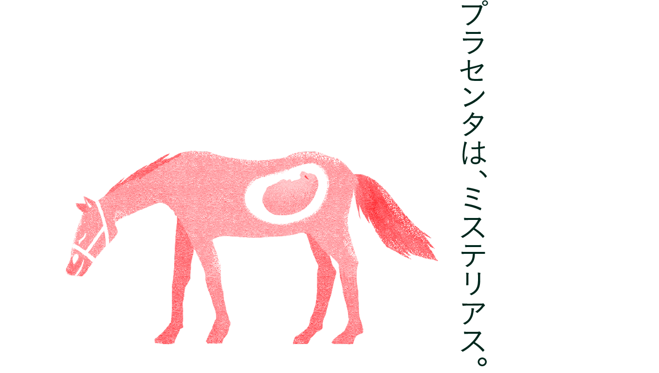 プラセンタは、ミステリアス。