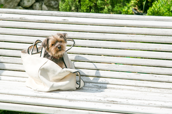 ▲バブーもすっかりタンピコのバッグが気に入った様子