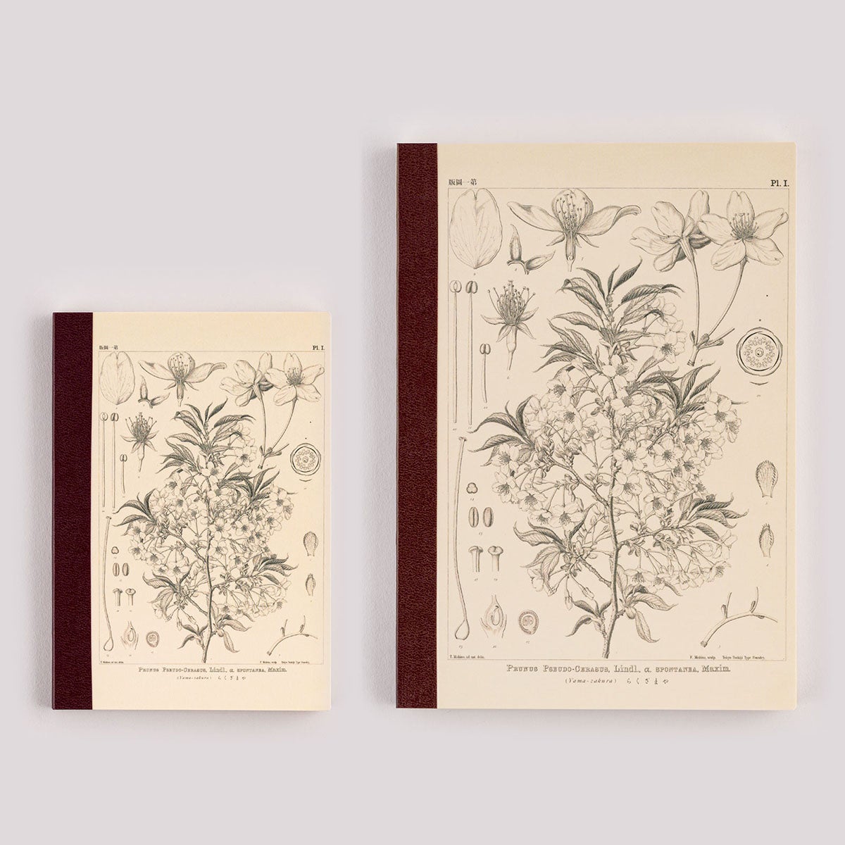牧野富太郎 / ほぼ日の方眼ノート ヤマザクラ （A6・A5） - 文具・雑貨
