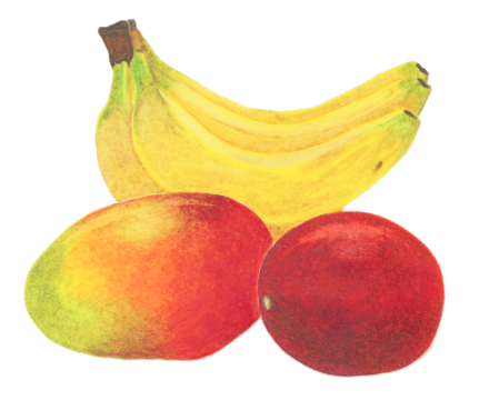 マカロンアイス　トロピック