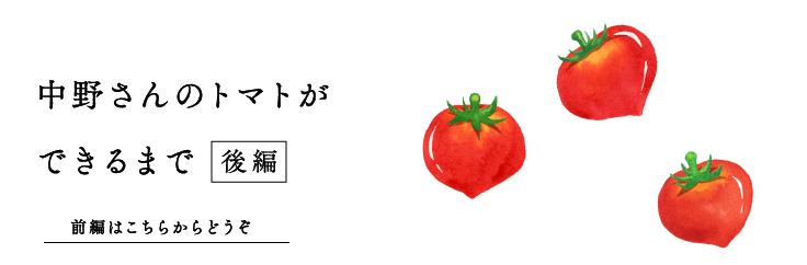 
			【よこく３】
			中野さんのトマトができるまで（後編）