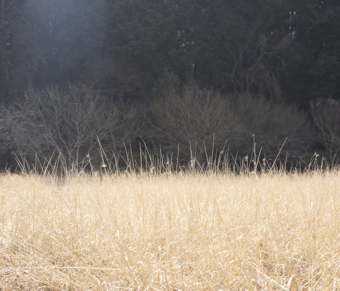 富松暖さんインタビュー01 | ひとさじのジュエリー une pincée | イメージ１