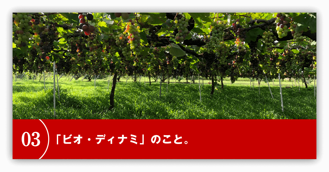 「ビオ・ディナミ」のこと。