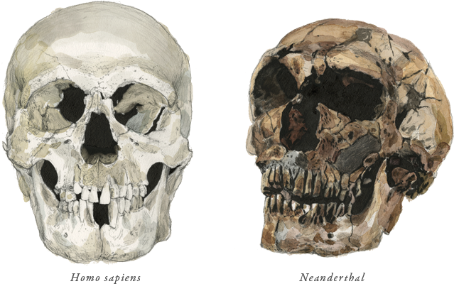 ホモサイエンスとネアンデルタール人の頭蓋骨