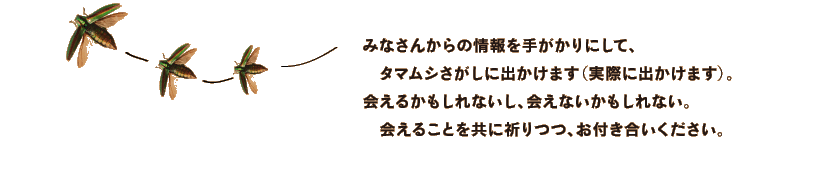 タマムシに会いたい ほぼ日刊イトイ新聞 タマムシに会いたい ほぼ日刊イトイ新聞
