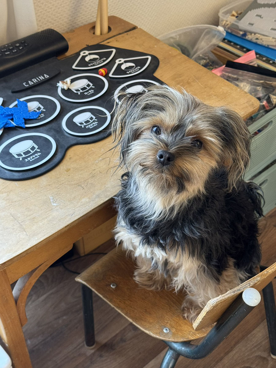 ほぼ日 - バブー＆とのまりこのパリこれ！