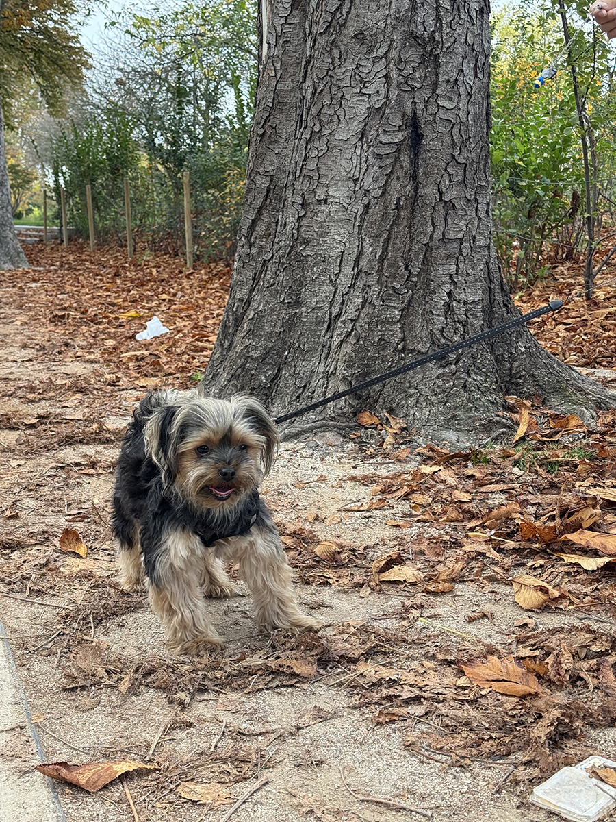 ほぼ日 - バブー＆とのまりこのパリこれ！