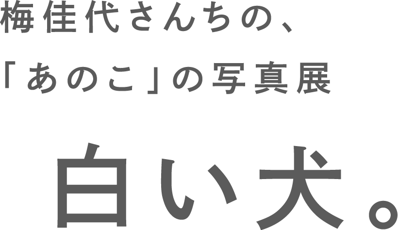 梅佳代さんちの、「あのこ」の写真展 白い犬。