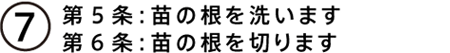 第５条：苗の根を洗います　第６条：苗の根を切ります
