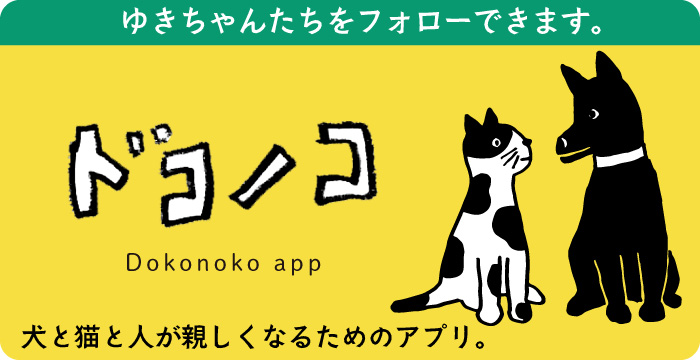 ゆきちゃんたちをフォローできます。犬と猫と人が親しくなるためのアプリ。 ドコノコ