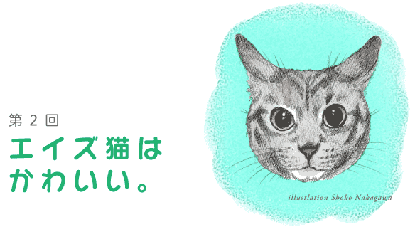 第2回エイズ猫はかわいい。